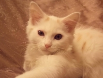 котенок Бельчонок котенок Бельчонок