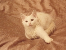 котенок Бельчонок котенок Бельчонок