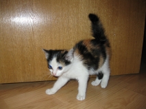 котенок Кэтти котенок Кэтти
