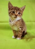 котенок Фрая котенок Фрая