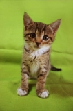 котенок Фрая котенок Фрая