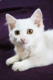 котенок Лея котенок Лея