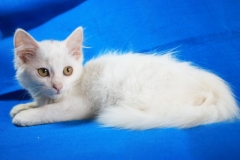 котенок Лея котенок Лея