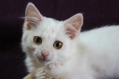 котенок Лея котенок Лея
