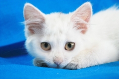 котенок Лея котенок Лея
