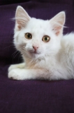 котенок Лея котенок Лея