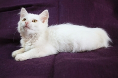 котенок Лея котенок Лея