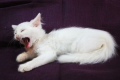 котенок Лея котенок Лея