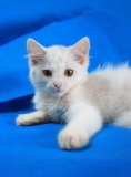 котенок Лея котенок Лея