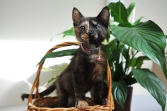котенок Принцесса котенок Принцесса