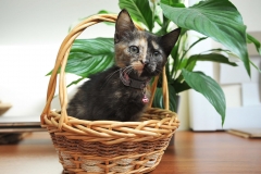 котенок Принцесса котенок Принцесса