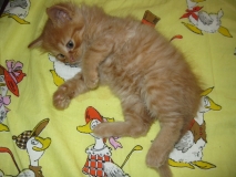 ˸