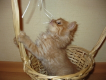 ˸