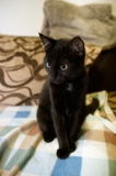 Котенок-проказник Котенок-проказник