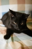 Котенок-проказник Котенок-проказник