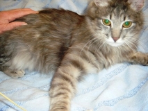 Мишуля Мишуля