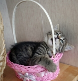 Ваня Ваня