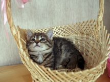 Ваня Ваня