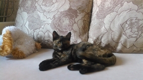 Котенок-подросток Мурзик Котенок-подросток Мурзик
