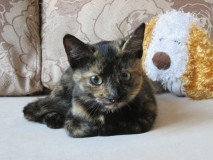 Котенок-подросток Мурзик Котенок-подросток Мурзик