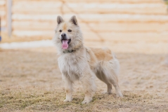 Клайд Клайд